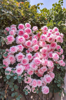 Climbing Rose Garden Pot Seeds for training up trellises and fences