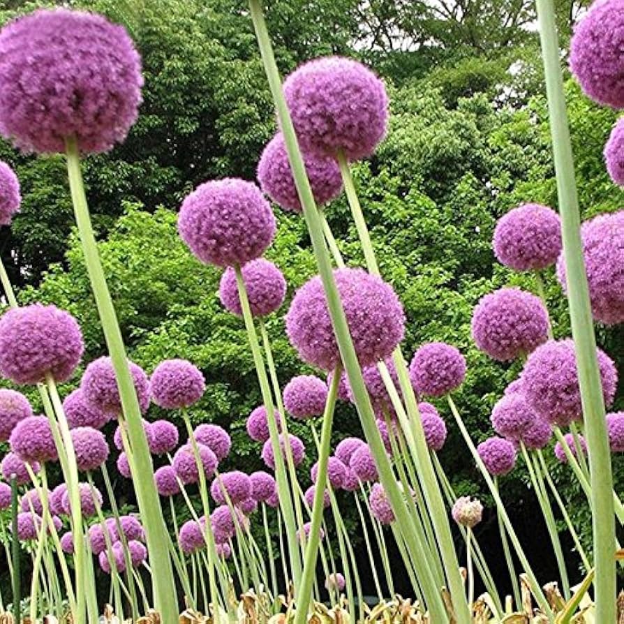 Giant Allium (Allium giganteum) bonsai seeds for planting in home garden