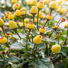 Lemon Drop Spilanthes Seeds for growers wanting a homegrown harvest