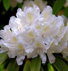 Rododendro Red Rhododendron Seeds for reliable seasonal color