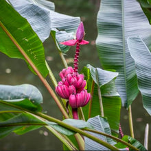 Musa Velutina Pink Banana Seeds (Musa velutina) for sweet homegrown fruit in the tropical garden and pot planting