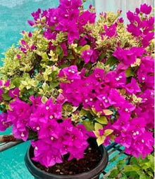 Bougainvillea Spectabilis Plant Seeds known for bright, Climbing Flowers