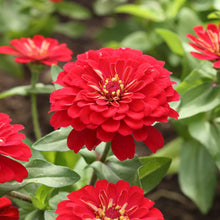 Red Zinnia Seeds (Zinnia elegans) for growers filling out the Flower Pollinator Patch