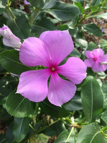 Ornamental Pots in Garden Vinca Nayantara Seeds for a colorful addition to any planting