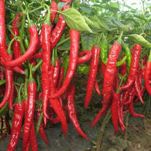 Apache Red Chili Pepper Samen große oder kleine Behälter Seeds (Patio und) for a productive addition to the vegetable patch