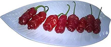 Peter Pepper Red Seeds (Capsicum annuum) for growers stocking the novelty and kitchen gardens