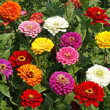Zinnia Elegans Mix Seeds (Zinnia elegans) for colorful blooms in the balcony garden and seasonal planting