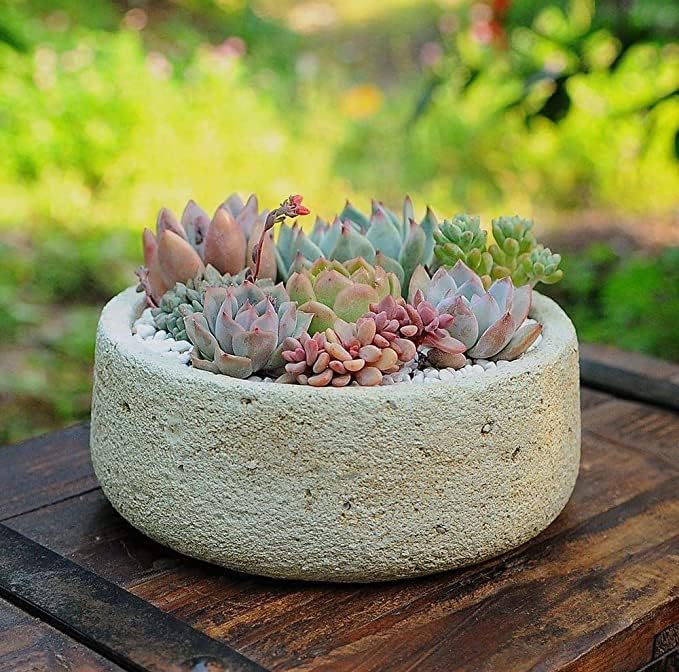 Sempervivum succulent mix seeds ��������� for planting in containers or bonsai succulent gardens