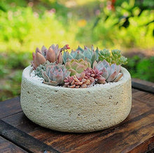 Sempervivum succulent mix seeds ��������� for planting in containers or bonsai succulent gardens