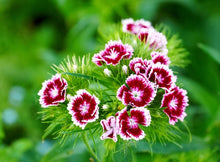 Dianthus Dianthus Barbatus Sonata Mix Seeds for seasonal color across the Home Garden Seasonal Displays