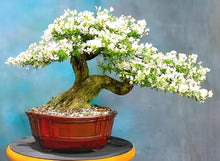 Beautiful Bonsai White Saxifraga Spring Snow Seeds for long-term planting in the yard
