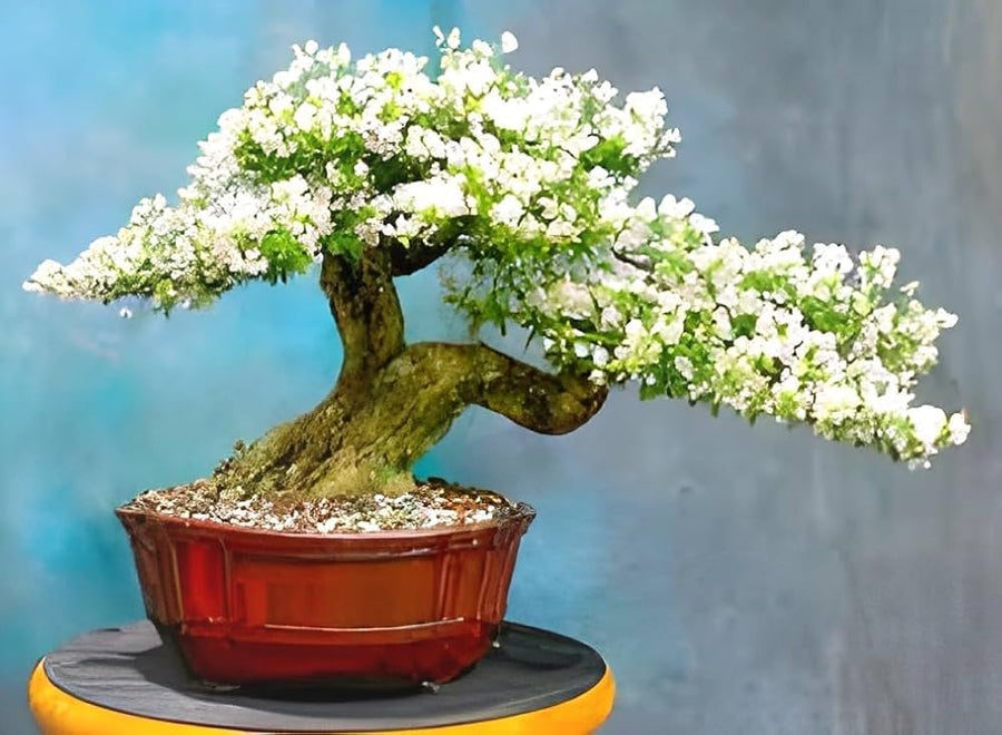 White Saxifraga ���������Spring Snow��������� (Saxifraga spp.) for planting in home or greenhouse