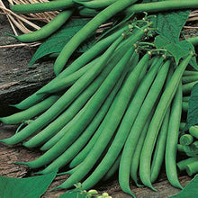 Bean Mix Garden Seeds for home growers seeking a reliable harvest