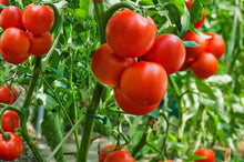 Organic Hobel Tomato Seeds for a reliable harvest in the Home Gardens