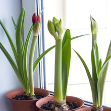 Amaryllis Flower Barbados Lily Plant Seeds for reliable seasonal color