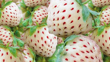 Pineberry Seeds for a sweet addition to the home orchard