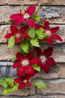 Clematis Clematis Hybrida Maroon Lila Seeds for growers filling out the Vertical Trellis Decor