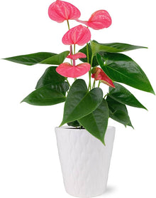 Light Grey Pink Anthurium Seeds valued for houseplants, Bonsai