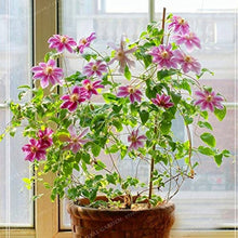 Clematis Flower Seeds Mix