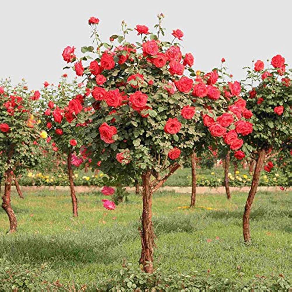 Rose Tree Seeds â€“ Elegant Rose Trees for Home Garden Beautification