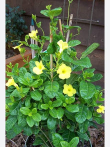 Malve Seeds for a lasting display in the flower bed