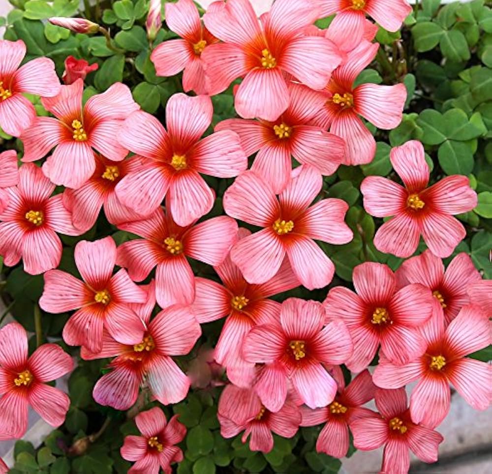 Wood Sorrel Oxalis Triangularis Red Herb Seeds for Planting – Great for Indoor Pots and Kitchen Garden Use