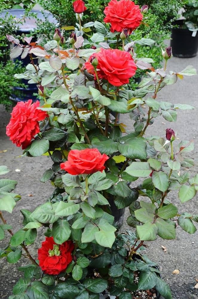 Holland Rose Rosa spp. flower seeds (20 pieces, 23 colors) for planting in backyard garden - for planting in home garden