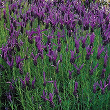 French Lavender seeds for flower and herb garden planting