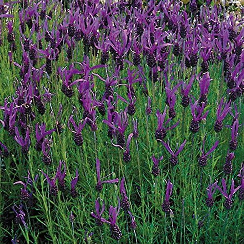 French Lavender seeds for flower and herb garden planting