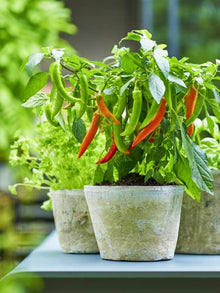 Capsicum Chili Pepper Seeds (Capsicum annuum) for productive rows in the vegetable patches and kitchen gardens