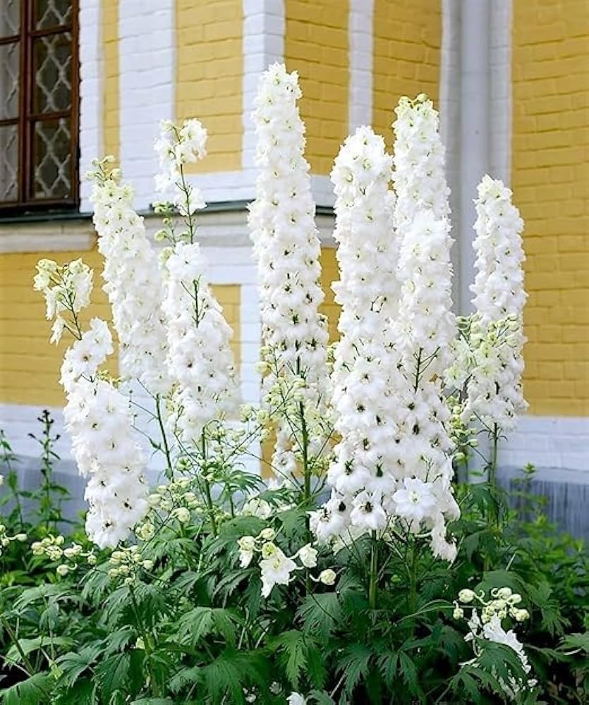 Butterfly White Delphinium Flower Seeds â€“ Graceful Perennial Blooms