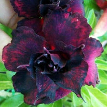 Adenium Obsum Desert Rose Dark Lord Seeds for a colorful addition to any planting