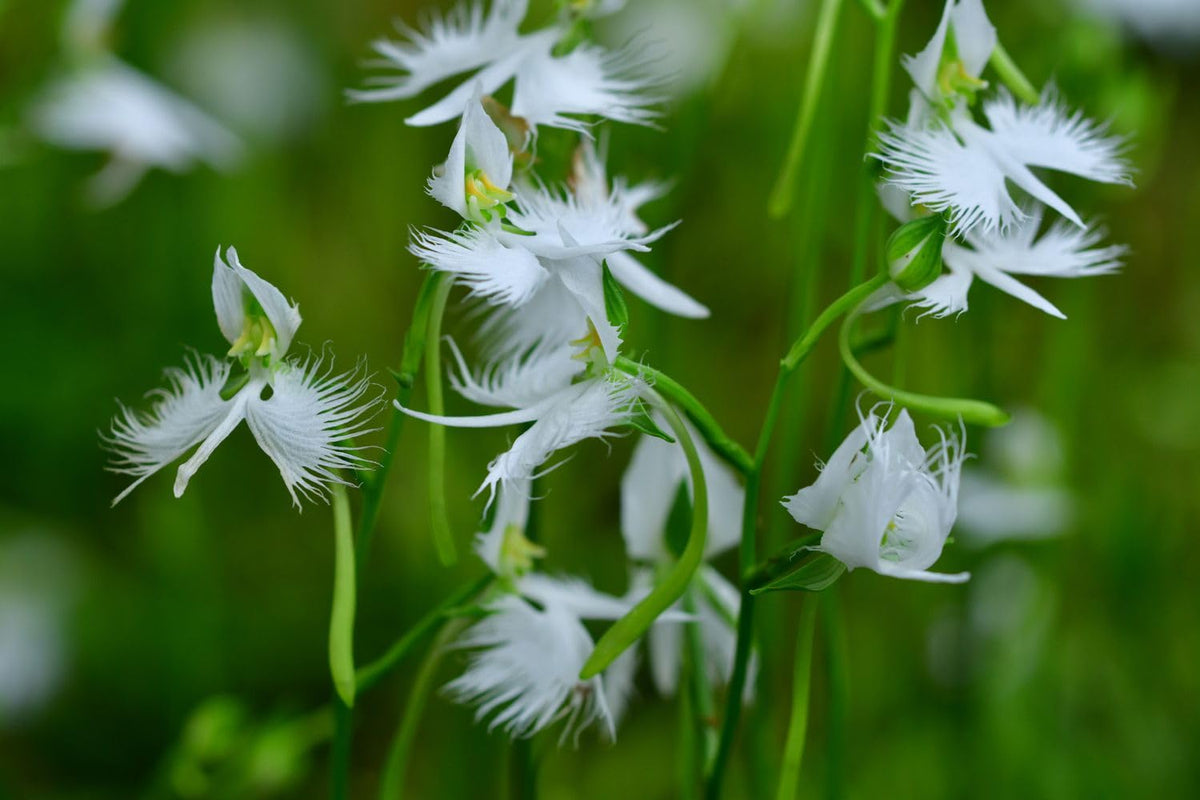 Japanese Radiata White Egret Orchid Seeds for a lasting display in the Garden & Home Planting