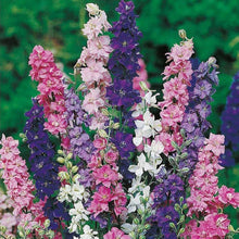 Delphinium Seeds (Delphinium spp.) for colorful blooms in the flower beds and cottage gardens