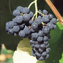 Japanese Miniature Grape Vine Seeds (Vitis vinifera) for sweet homegrown fruit in the Urban Garden & Vegetable Patch