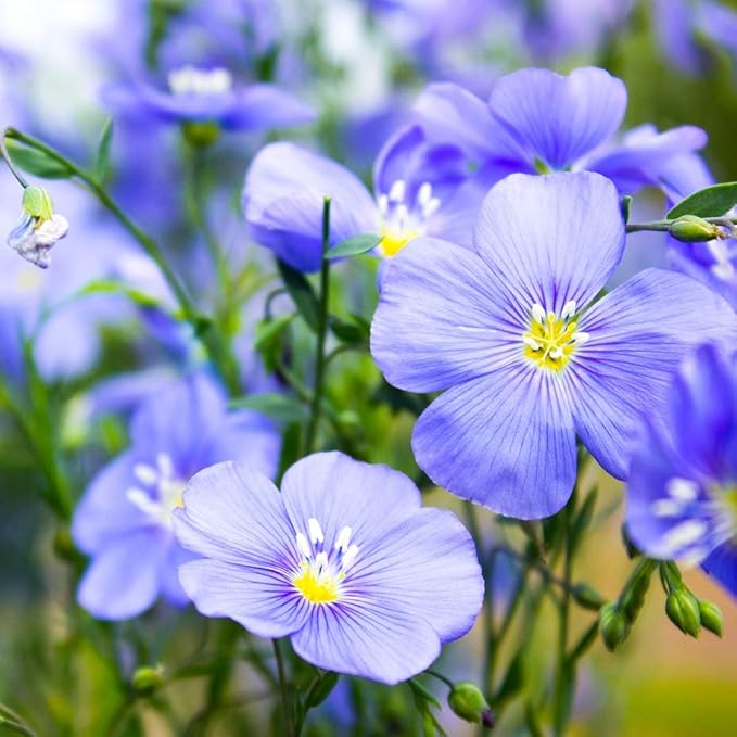 Organic blue flax seeds for planting in flower garden
