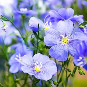 Organic blue flax seeds for growing flowers in garden