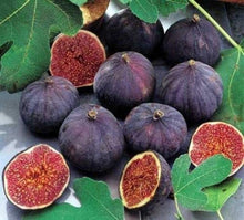 Fig Seeds (Ficus carica) for sweet homegrown fruit in the Indoor Bonsai or Home Garden