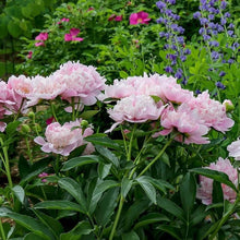 Fernleaf Peony Seeds (Paeonia tenuifolia) for a lasting display in the flower beds and perennial gardens