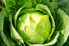 Cabbage Seeds (Brassica oleracea) for productive rows in the vegetable patches and raised garden beds