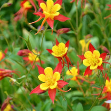 Oriental Columbine Seeds for colorful blooms in the wildflower garden