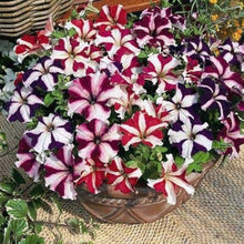Petunia flower Seeds (Petunia hybrida) for a bright addition to the rare color balcony pots or vertical gardens