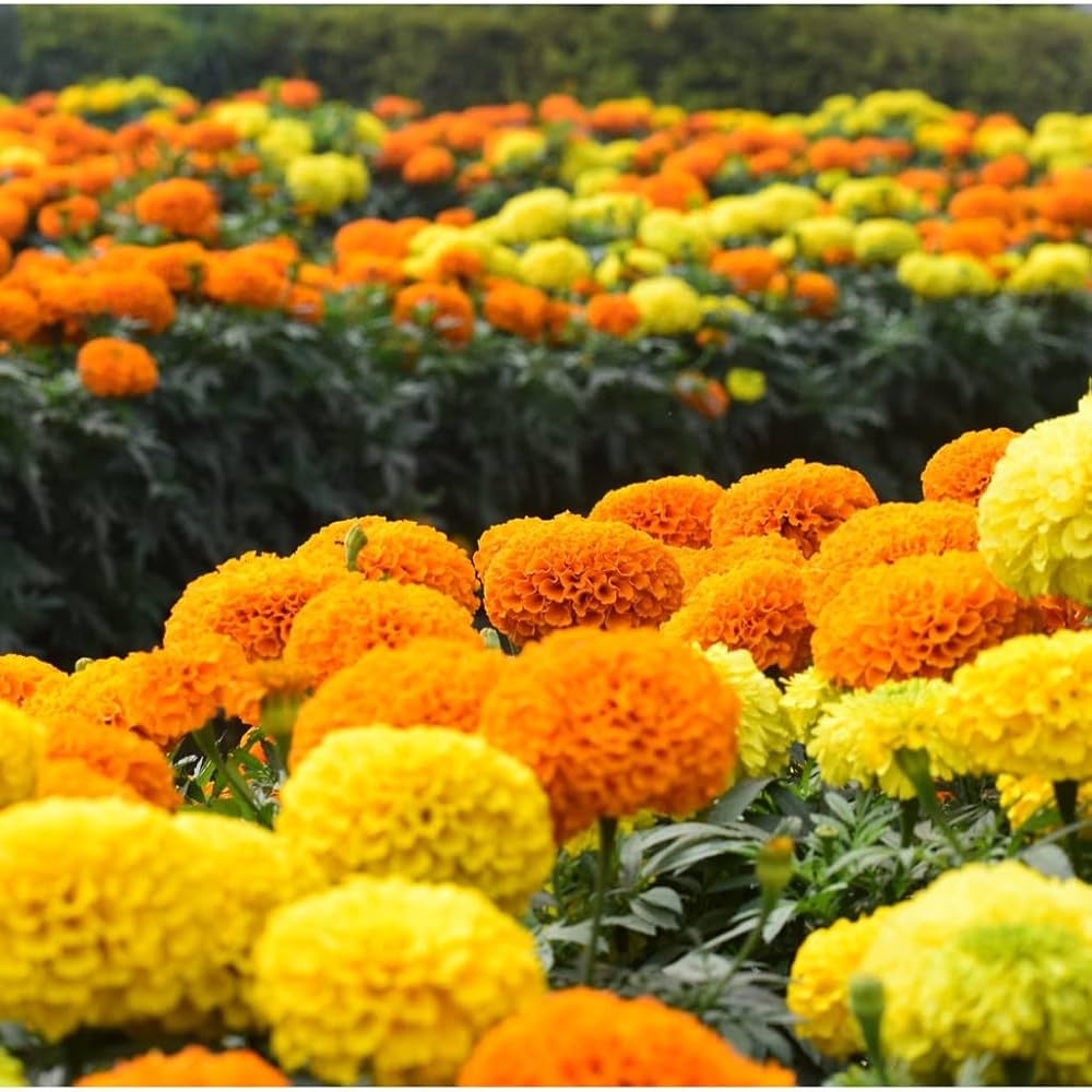 Marigold flower yellow and orange giant variety seeds for planting in sunny borders