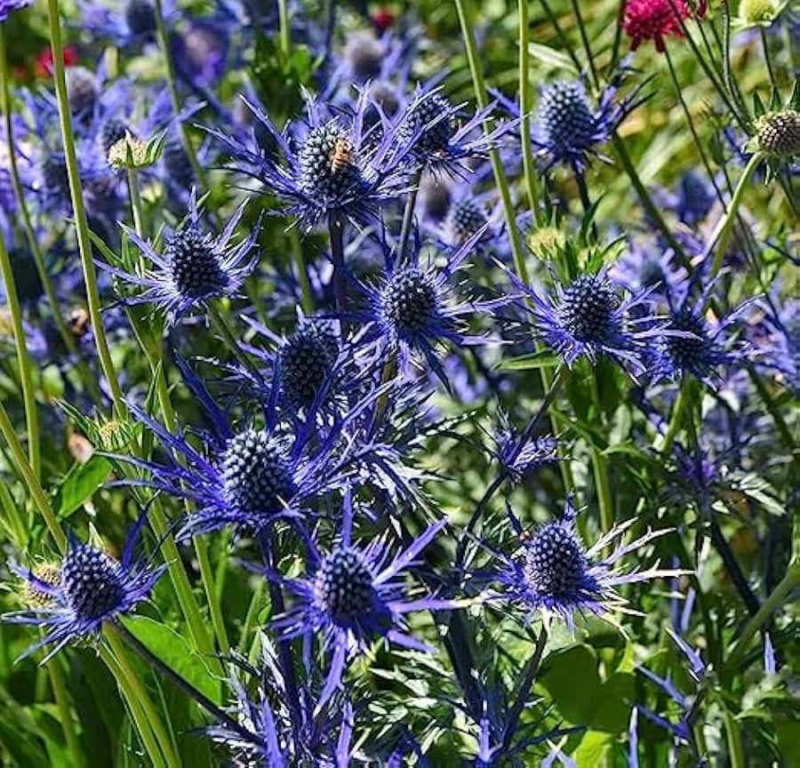 Seestechpalmen Alpine ��������� Eryngium alpinum ��������� for planting in garden