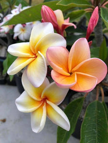 White Orange Plumeria Seeds for a lasting display in the Tropical Garden