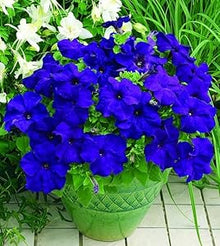 Petunia Petunia Hybrida Blue Seeds for seasonal color across the Colorful Garden Hanging Pots