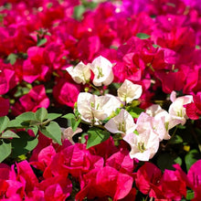 Bougainvillea Mixed Color Seeds for reliable seasonal color