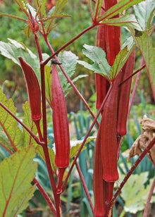 IP051 Hill Country Red okra seeds for heirloom vegetable gardens