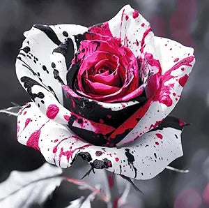 Rose Rosa hybrida rare flower seeds for planting in vertical garden or backyard trellis designs - for planting in home garden