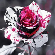 Rose Rosa hybrida rare flower seeds for planting in vertical garden or backyard trellis designs - for planting in home garden